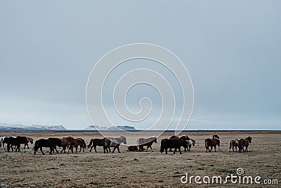 Icelandic horses on a field Stock Photo