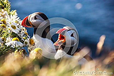 Icelandic Puffin bird couple standing in the flower bushes on the rocky cliff on a sunny day at Latrabjarg, Iceland, Europe Stock Photo