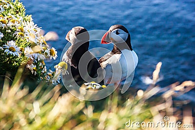 Icelandic Puffin bird couple standing in the flower bushes on the rocky cliff on a sunny day at Latrabjarg, Iceland, Europe Stock Photo