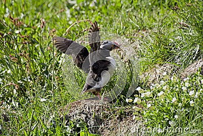 Icelandic puffin with wings outstretched in BorgarfjÃ¶rÃ°ur Eystri Stock Photo