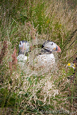 Icelandic puffins in the grass Stock Photo