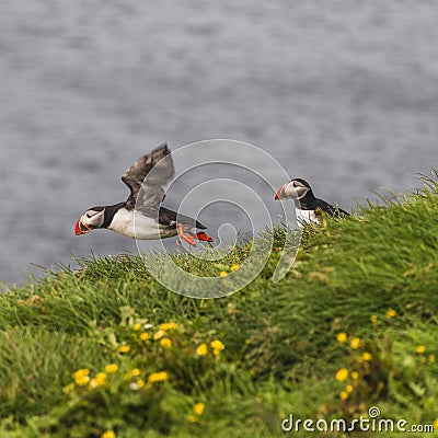 Icelandic puffins at remote islands in Iceland, summer, 2015 Stock Photo