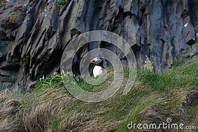 Icelandic Puffins of Vestmannaeyjar Stock Photo