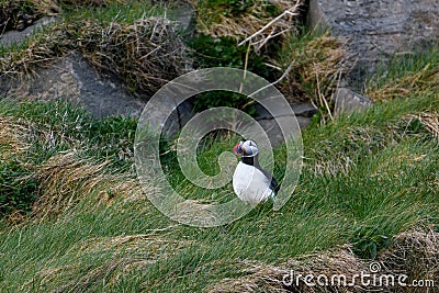 Icelandic Puffins of Vestmannaeyjar Stock Photo