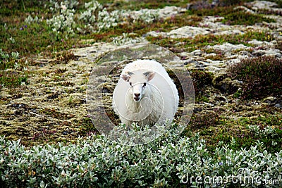 Icelandic Sheep Stock Photo