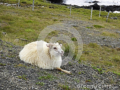 Icelandic sheep razing. Stock Photo