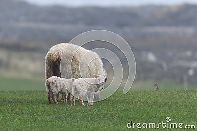 Icelandic sheep Ã­slenska sauÃ°kindin Stock Photo