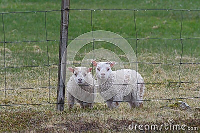 Icelandic sheep Ã­slenska sauÃ°kindin Stock Photo