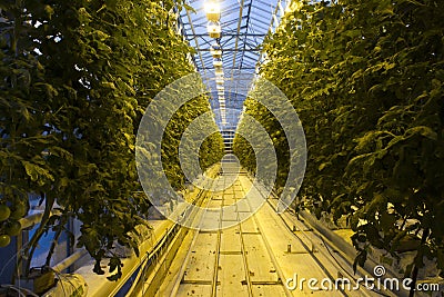 Icelandic Tomato Greenhouse Farm Stock Photo