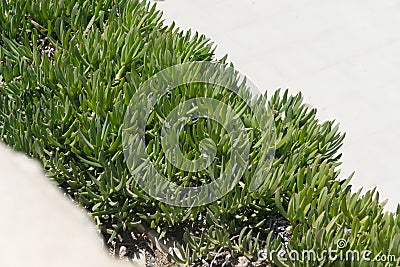 Iceplant Delosperma Stock Photo