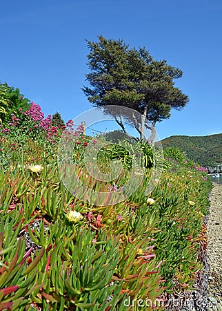 Iceplant in Flower at Waikawa Bay, Picton New Zealand Stock Photo