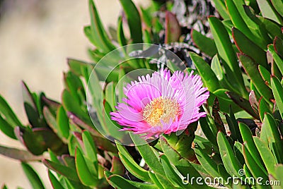 Iceplant Pink Flower on a beach slope Stock Photo