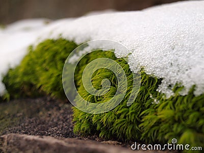 Icey Moss Stock Photo