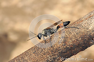 Ichneumon fly Stock Photo