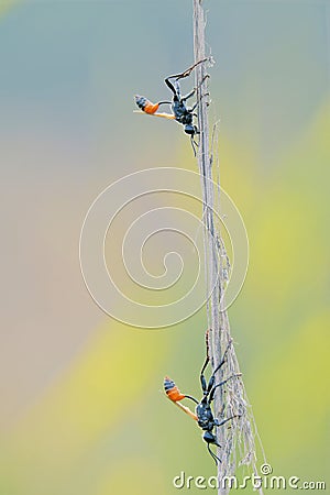 Ichneumon fly Stock Photo