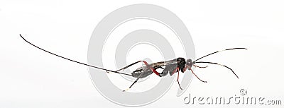 Ichneumon Wasp Stock Photo