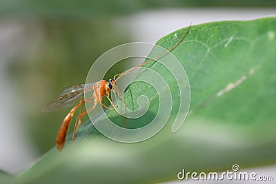 Ichneumon wasp on Milkweed Leaf Stock Photo