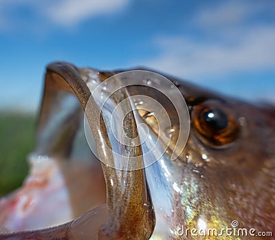 Ichthyology, fish mouth Stock Photo