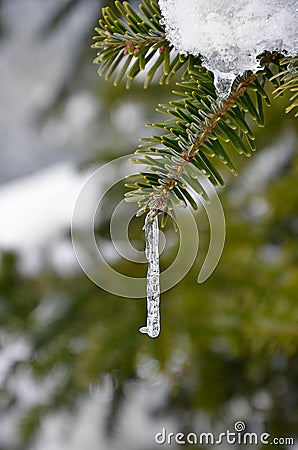 Icicle in a branch of spruce pine tree Stock Photo