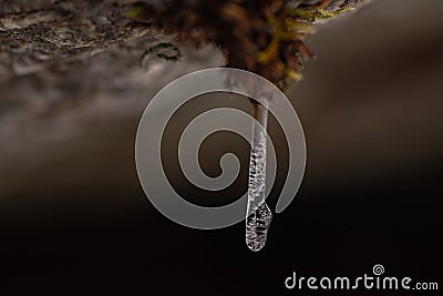 Icicle growing out of moss Stock Photo