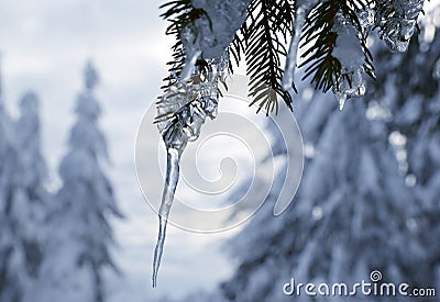 Icicle hanging from a branch of an evergreen tree. Stock Photo