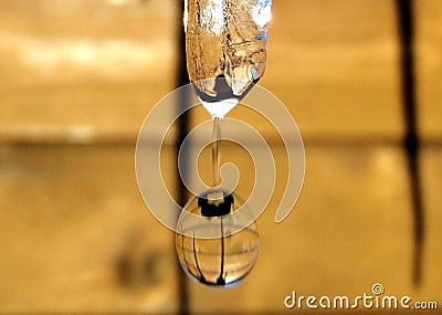 Icicle melting with falling drop of water on the background of wooden wall Stock Photo