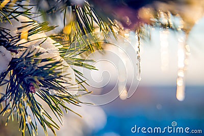 icicle on pine, nature macro detail Stock Photo