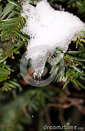Icicle on a pine tree. Stock Photo