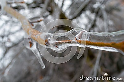 Icicles around a thin tree branch in late Winter, forming a layer of clear ice. Rare weather phenomena Stock Photo