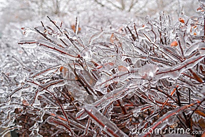 Icicles formed around bush thin branches in Winter, after days with rain followed by lower temperatures. Global warming concept Stock Photo