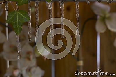 Icicles hanging down, thawing, with ivy and orchids in the background. Stock Photo