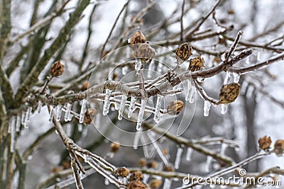 Icicles Hanging from Rose of Sharon Branches in Ice Storm Stock Photo