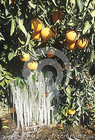 Icicles on an Orange Tree, Cuyama, California Stock Photo