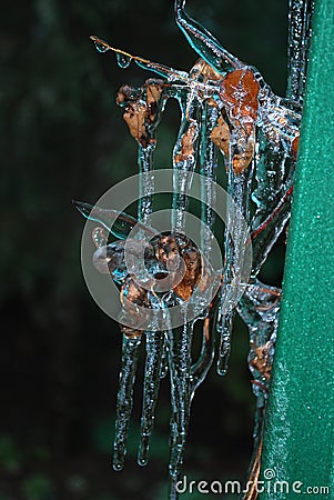 Icing of tree branches. A drops of frozen water. Icicles (1). Stock Photo