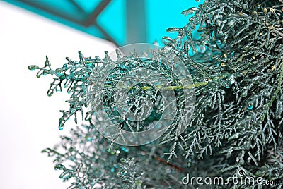 Icing of tree branches. A drops of frozen water. Icicles (2). Stock Photo