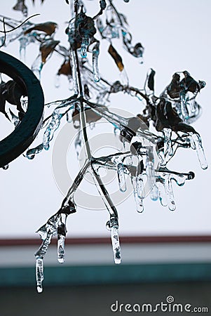 Icing of tree branches. A drops of frozen water. Icicles (4). Stock Photo