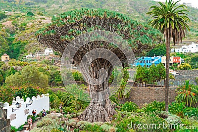 Icod de los Vinos, Tenerife/Spain - March 8, 2020: Famous dragon tree at Tenerife island Editorial Stock Photo