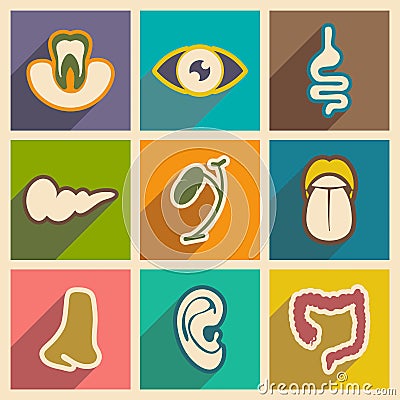 Icon of assembly internal organs in flat style Vector Illustration