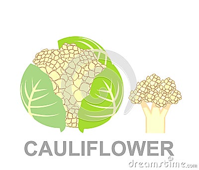Icon Cauliflower whole and section Vector Illustration