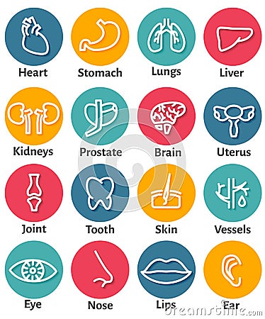 Icon Set of Human Organs Vector Illustration