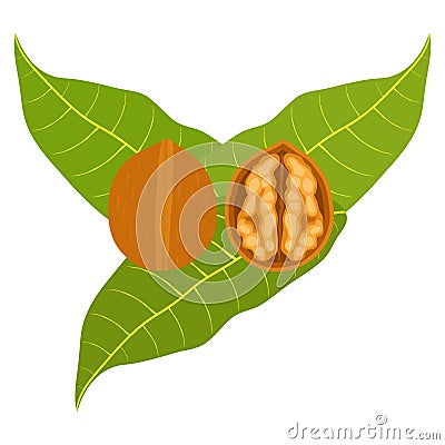 Icon walnuts Cartoon Illustration