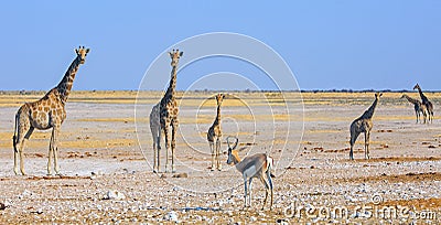 Iconic African Plains with tower of Giraffe and a springbok Stock Photo