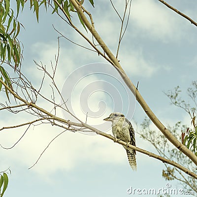 Iconic Australian Kookaburra in a Gumtree Stock Photo