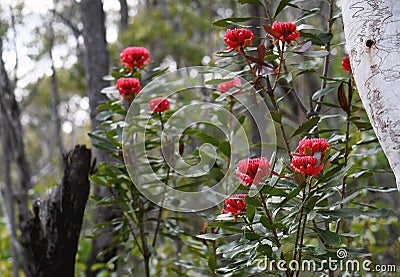 Iconic Australian native red waratah flowers, Telopea speciosissima, family Proteaceae, growing in Sydney forest understorey Stock Photo