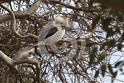 Iconic kookaburra on Naturaliste Peninsula in Western Australia Stock Photo