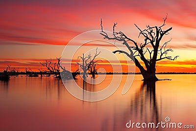 An iconic old dead redgum tree in Lake Bonney Barmera South Aus Stock Photo