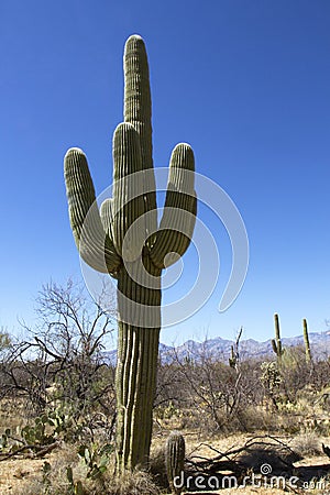 Iconic Saguaro Cactus Stock Photo