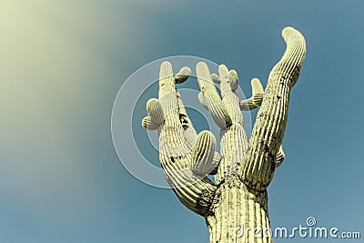 Iconic Saguaro Cactus Tree. image cross processed Stock Photo