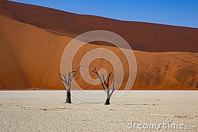 Iconic Trees, Clay Pan, Sand Dunes Deadvllei Stock Photo