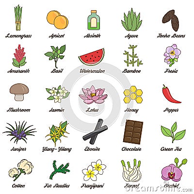 Icons for aromatic plants, herbas and woods Vector Illustration